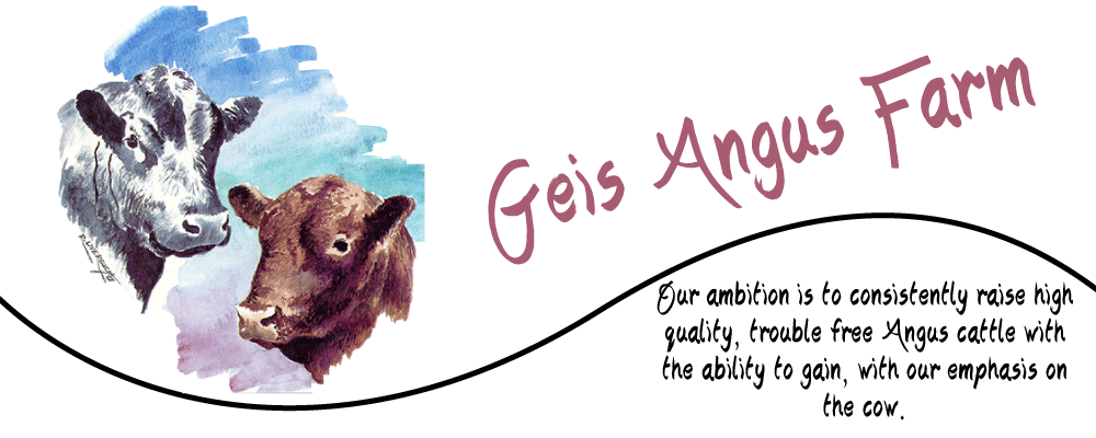 Geis Angus Farm